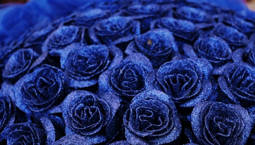 蓝色妖姬是怎么做出来的？