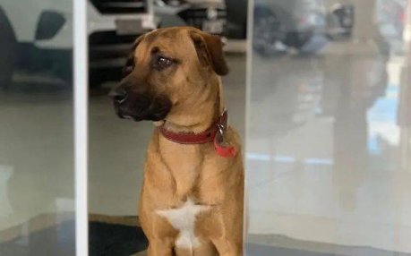 郑州一流浪狗被保安扒皮，该名保安为何对其下此毒手？