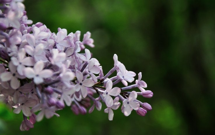 殷勤姐却丁香结，中放繁枝散诞春的意思是什么