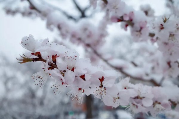 三月雪代表什么