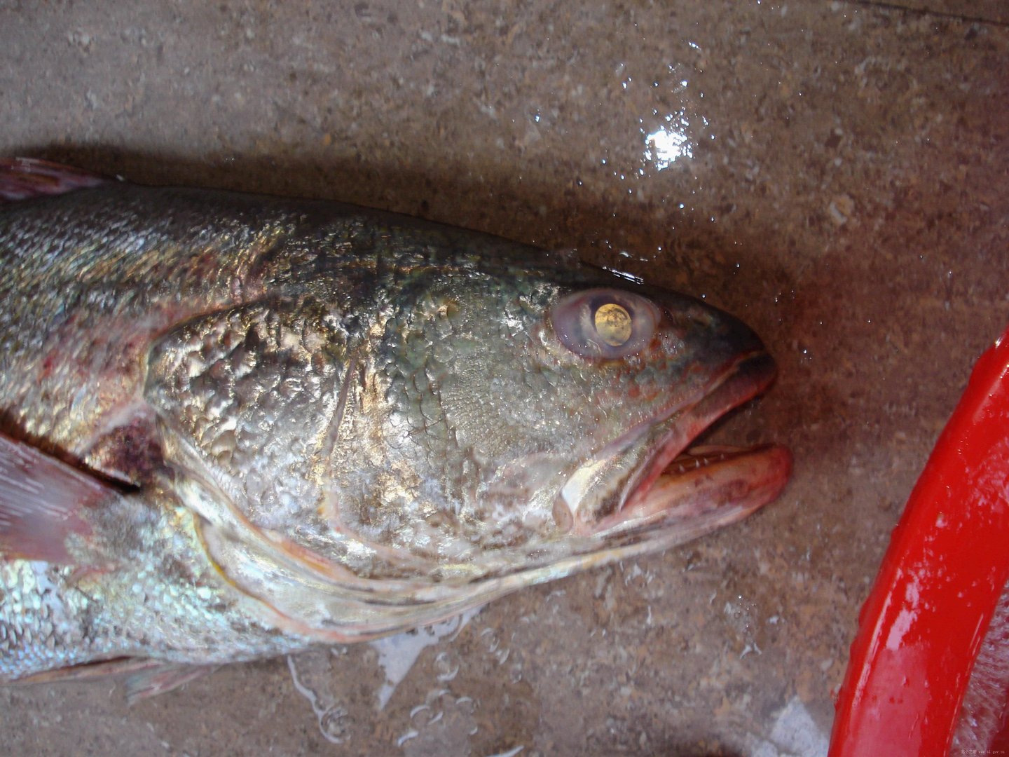 黄唇鱼鳔的介绍