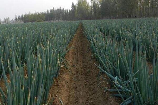 大葱价格腰斩，但有一小撮种植户收入没受影响，是怎么回事？