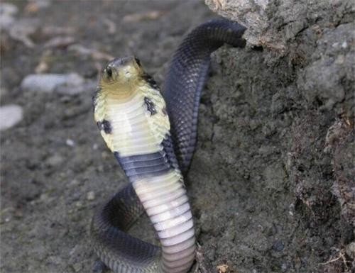 蝙组词蝠组词。