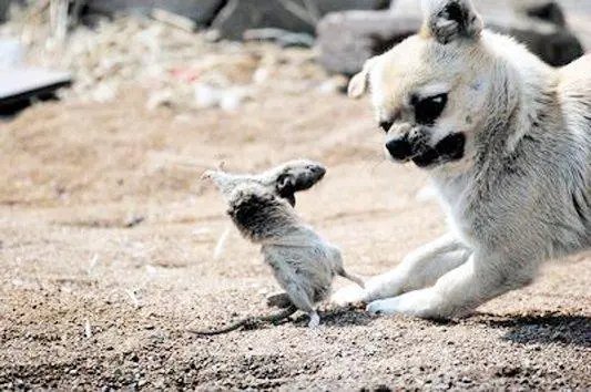 狗狗搜全屋帮主人抓住耗子!狗狗能抓住耗子吗?