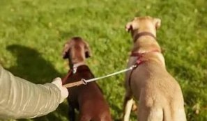 男童被恶狗咬死父亲接受55万和解，对此你怎么看？