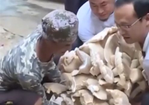 云南村民捡到312斤巨型野生菌是怎么回事？