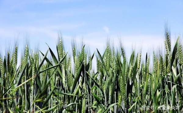 2015年有没有立春