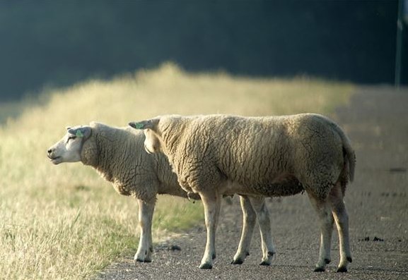 明日黄花猜一生肖