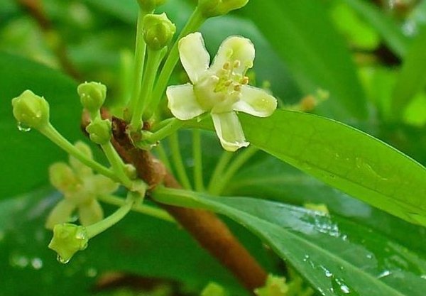 可卡英是从什么植株的树叶中提炼而成的