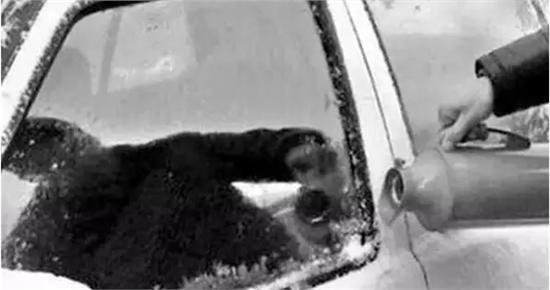 哈尔滨一汽车车窗结冰，司机用铁头功一头撞破，汽车窗户结冰该如何处理？