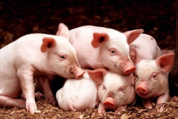 什么动物破烂不堪