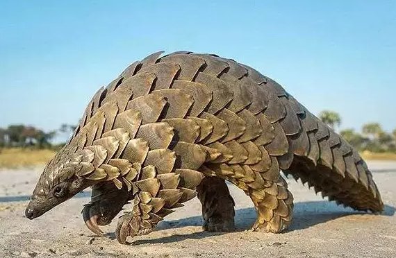 穿山甲是如何捕食的？