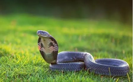 美国一航班惊现活蛇,乘客尖叫连连,遇到蛇应该如何自保?