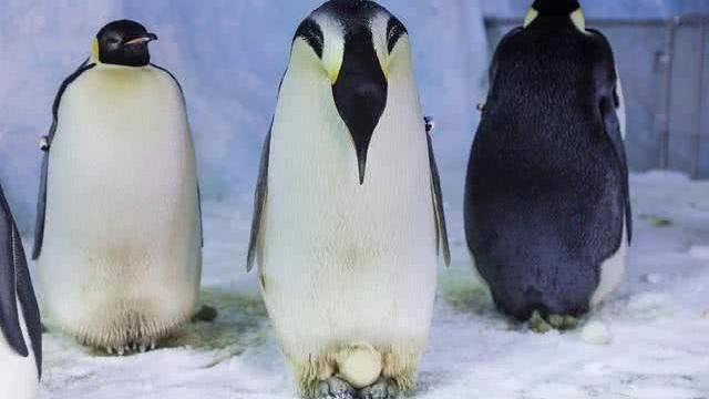 如果小鸟的妈妈死了,那还在窝里的小鸟怎么办?