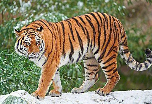 中国十大最强的老虎排名