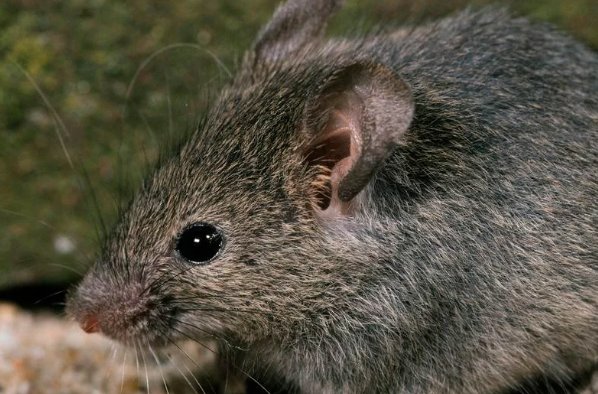 臭名昭著的生肖最佳答案