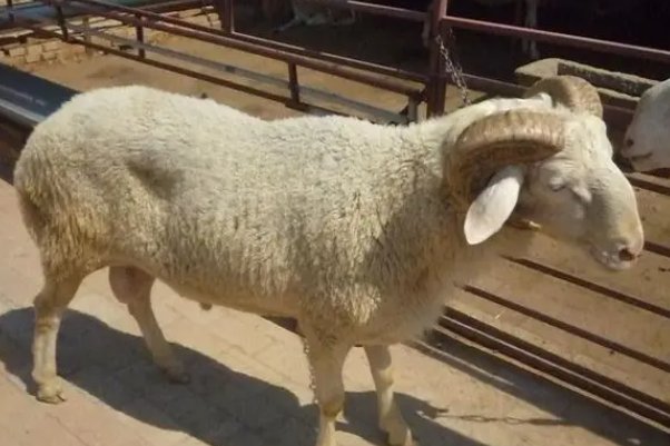 誓天二心打一生肖