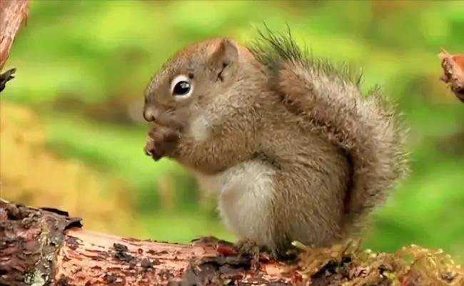 男子在丛林中发现了一堆板栗,是小动物过冬的食物,为何不能动这些食物呢?