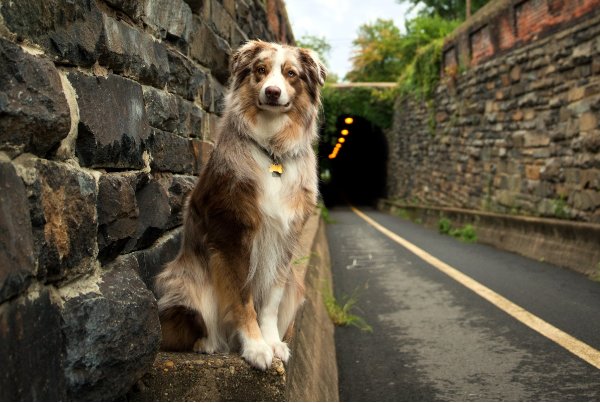 浮文套语是指什么生肖?