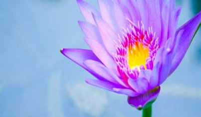 蓝莲花的含义是什么