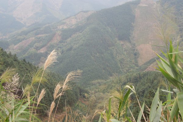 广西一名女孩上山采药失踪3天后获救，她是如何获救的？