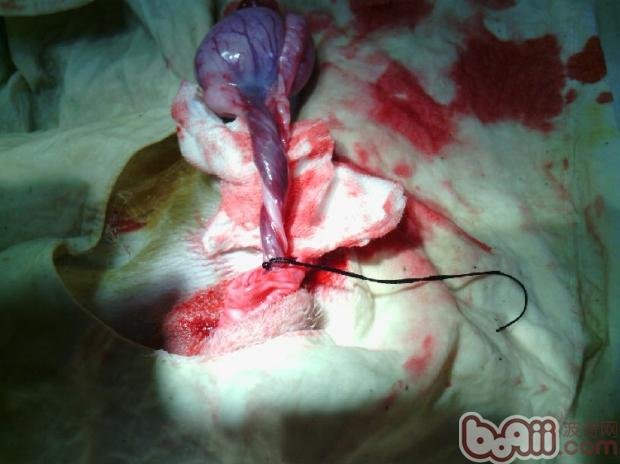 狗狗隐睾如何治疗