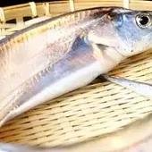 黄河鱽鱼现身黄河口，此类鱼已“消失”多长时间了？