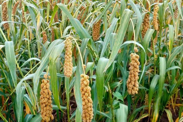 庄组词和拼音和部首