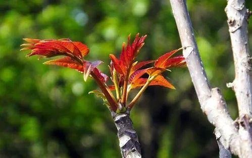 人们常常吃的香椿菜属于是什么植物？这种菜的生长环境有哪些？