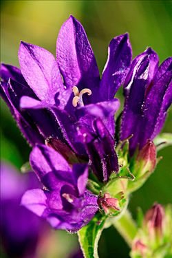 丛生风铃草的植物文化