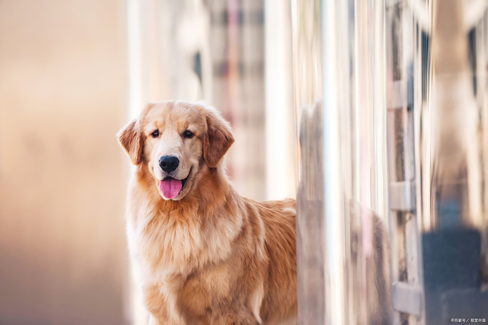 金毛寻回犬在宠物界是名气很足的，个性也十足，但是真的好养吗？