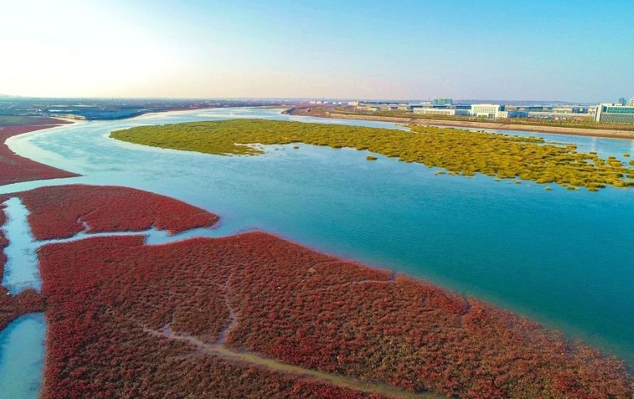 秋意渐深，青岛胶州湾湿地迎来100公里红海滩，这一景色有多绝美？