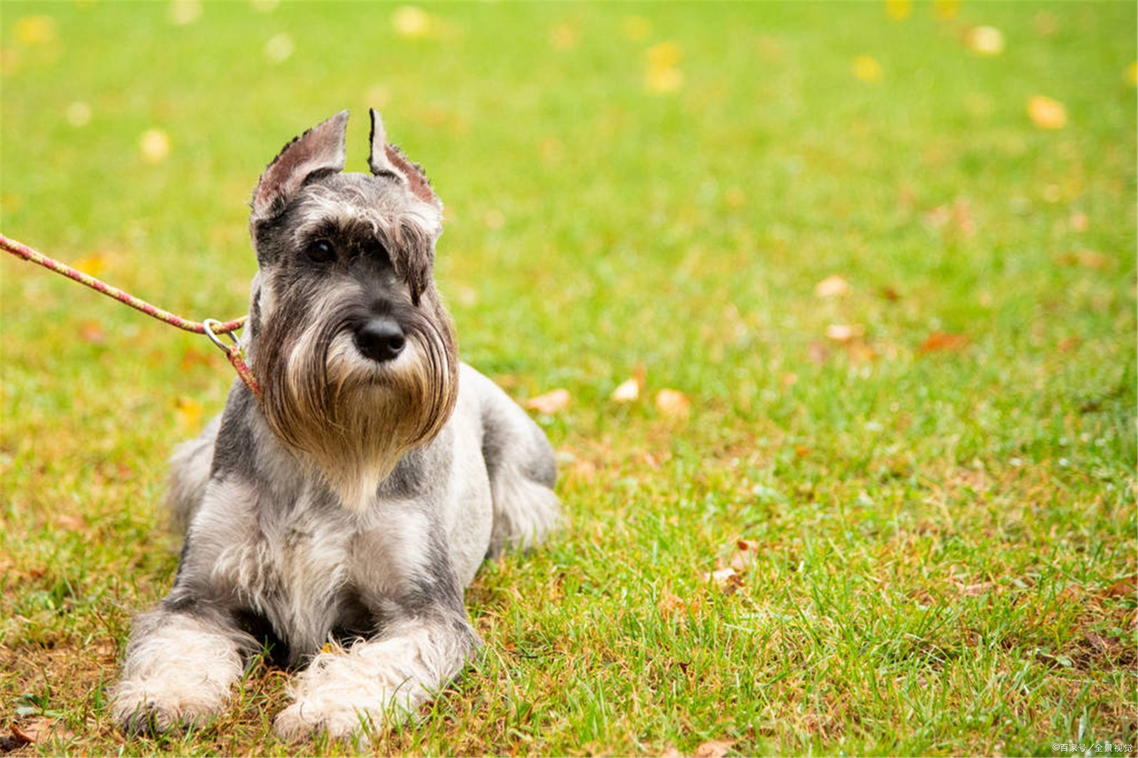 狗最怕什么手势?为什么?