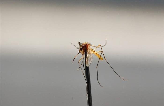 蚊子有什么用？为什么不把地球上的蚊子消灭？