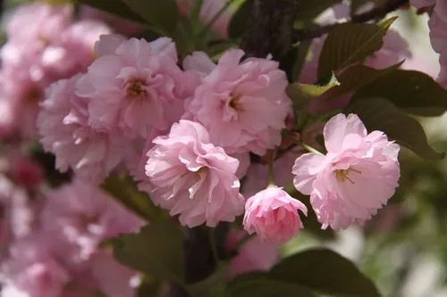 樱的拼音和组词和部首