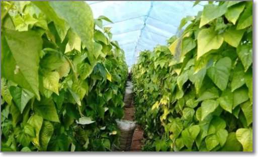 九月青豆角产地什么村