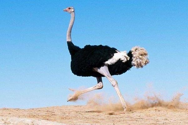 安庆鸵鸟在市区狂奔20公里死亡,造成其死亡的原因究竟是什么?