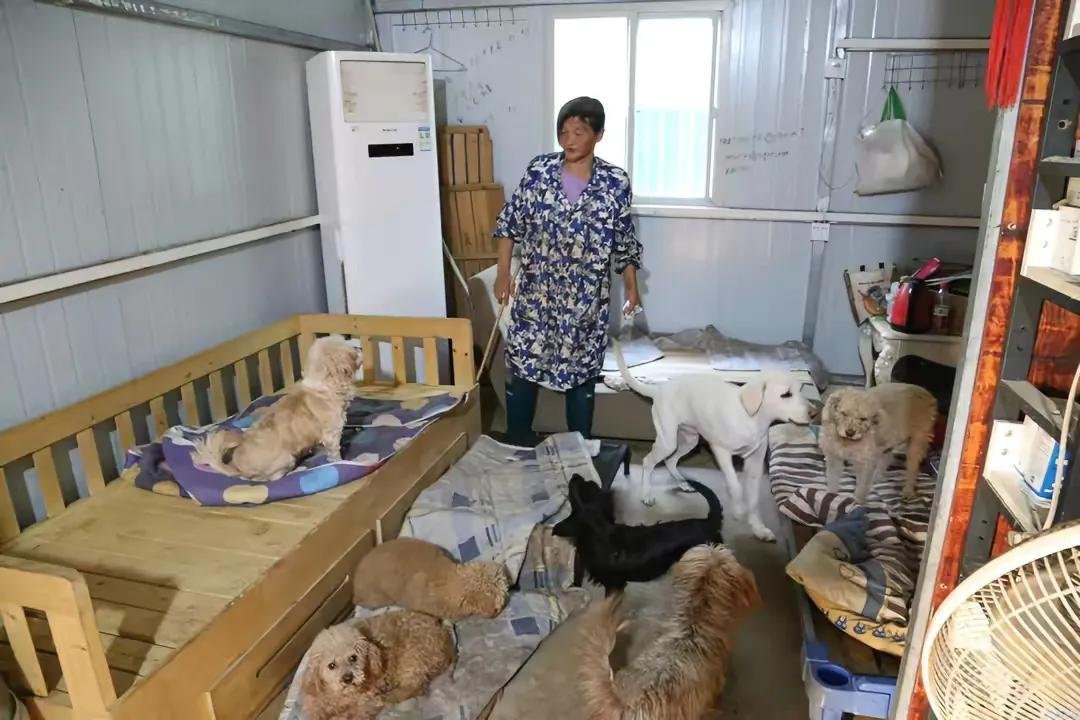 老人救狗20年欠60万卖房住亲戚家！这位老人为何会这么做？