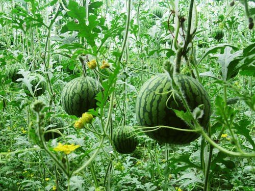 大棚西瓜要成熟不上色什么原因？