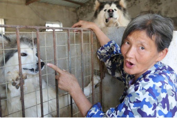 老人执念救狗20年：曾与4百只狗同住，养这么狗需要消耗多少经历和费用？