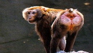 猴子的屁股是红色的，为什么？