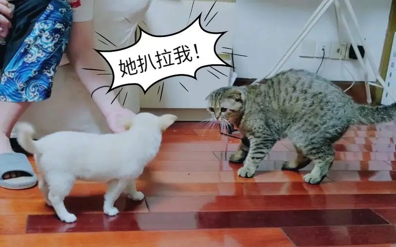 女生说扒拉我是什么意思