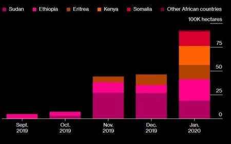沙漠蝗虫卷土重来会带来什么影响？