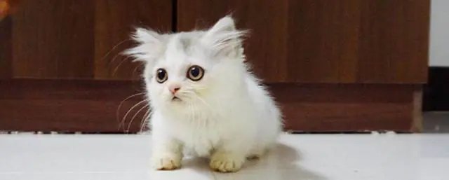 男子欠8万块钱不还，12只猫咪被拍卖抵债！主人的债猫咪还，合适吗？