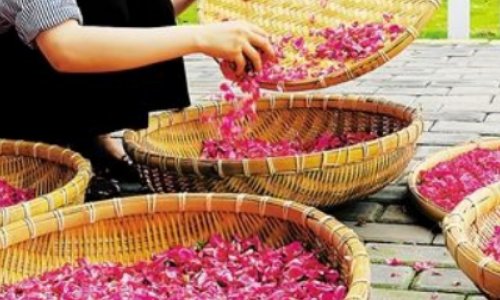 如何晒玫瑰花干