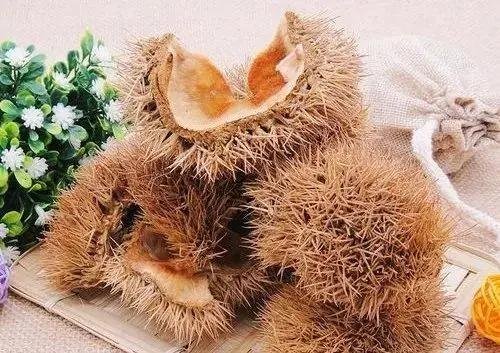 男子在丛林中发现了一堆板栗，是小动物过冬的食物，为何不能动这些食物呢？