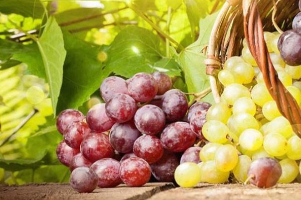 葡萄代表什么爱情暗示