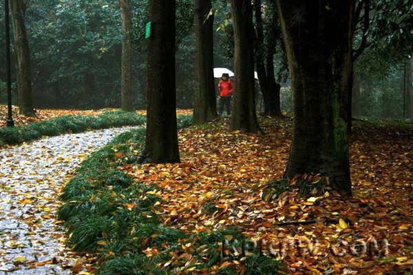在雨中漫步会看到什么样的景色?