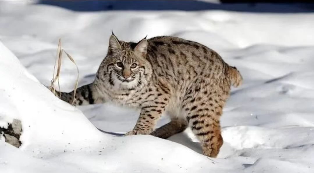 缅因猫因太胖被误当猞猁送到保护站，缅因猫为啥可以长这么胖？