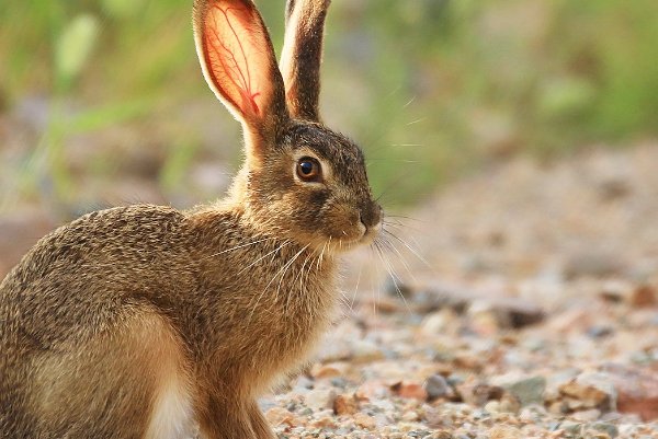 灰不喇唧打一动物